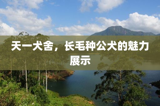 天一犬舍，長(zhǎng)毛種公犬的魅力展示