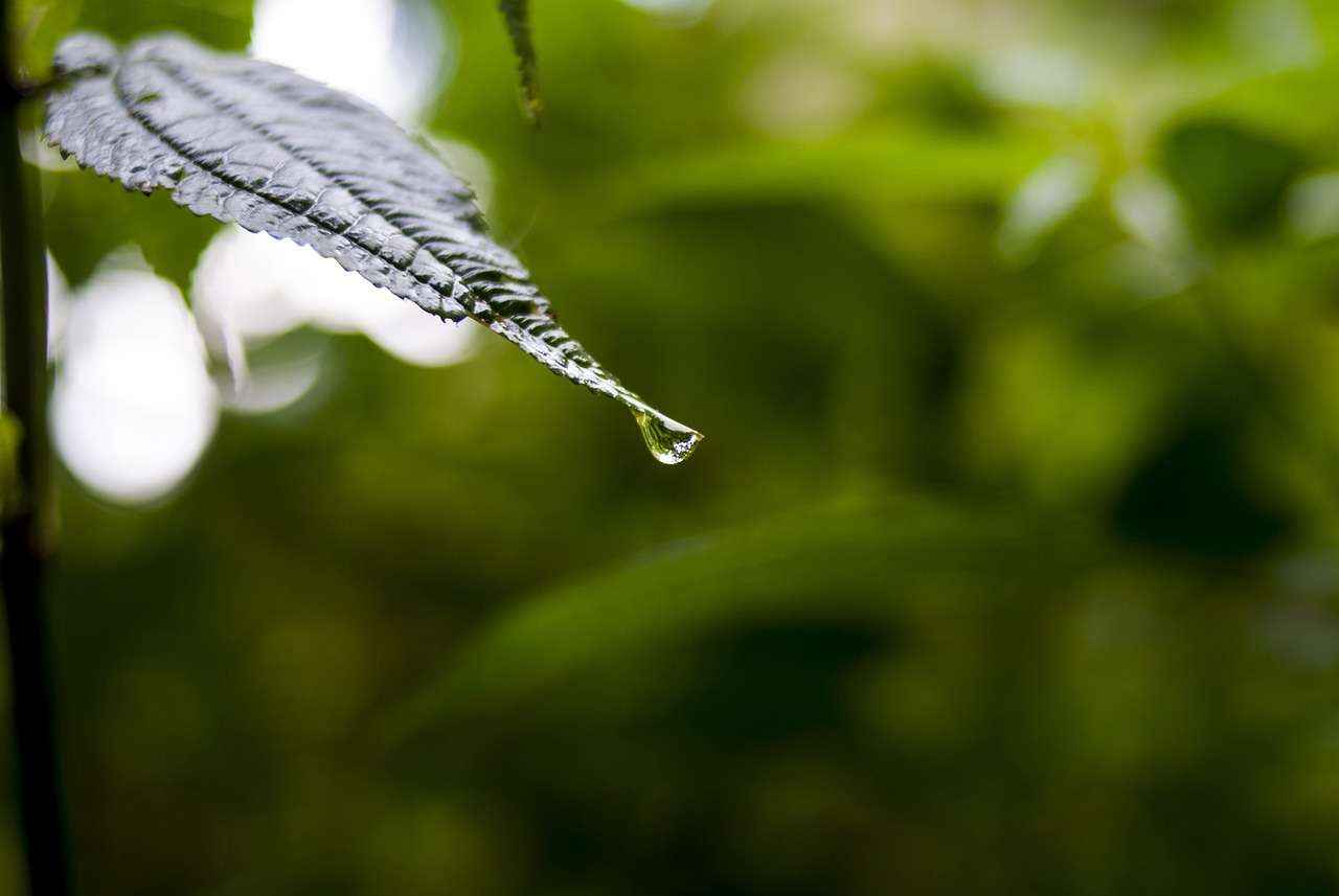 依生生物最新股票動(dòng)態(tài)全面解析，最新消息與全面解讀