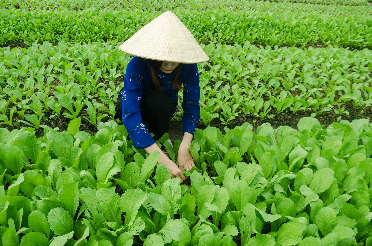 三亞海坡村最新概覽，最新發(fā)展動態(tài)與現(xiàn)狀解析