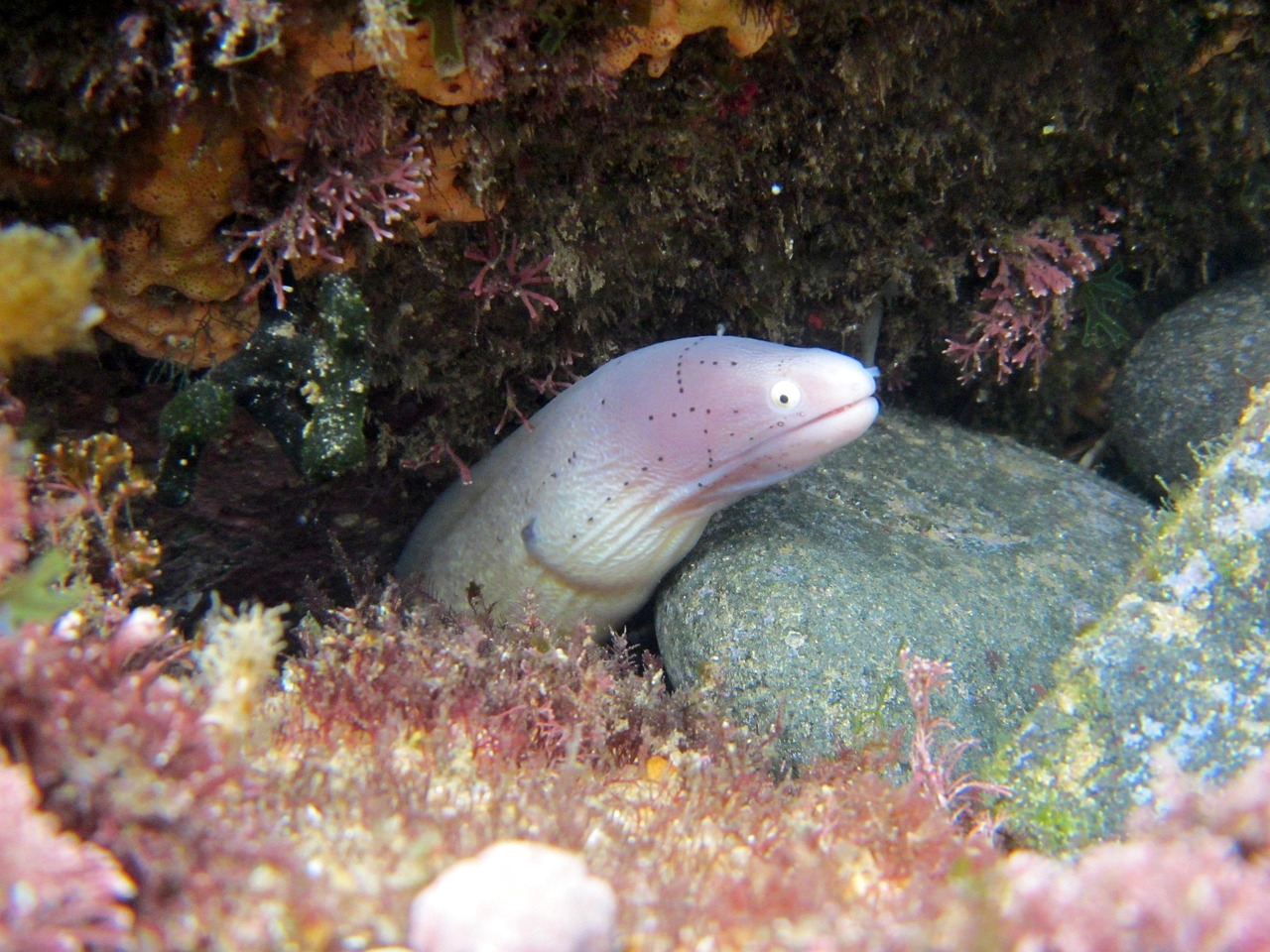 探索海洋霸權(quán)，最新360海島奇兵下載指南