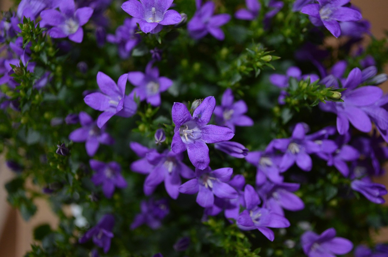 燕郊四季花都最新動態(tài)，城市未來之花綻放，花朵與都市共成長