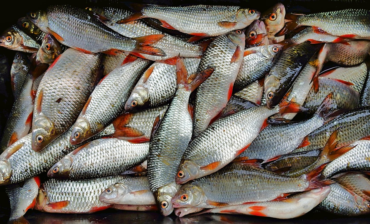 浦魚達(dá)人最新版本下載，全新功能與特色體驗(yàn)