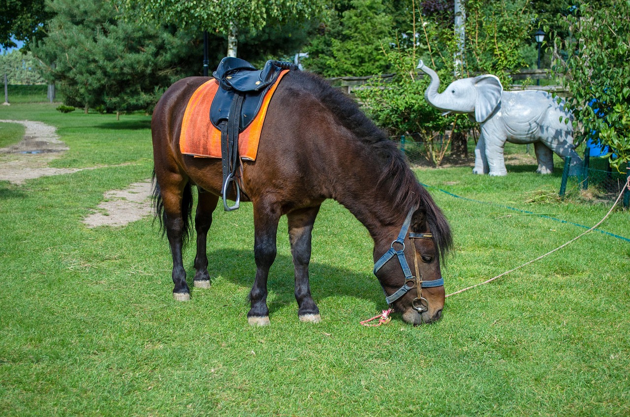 深圳野生動(dòng)物園游玩攻略，最新整理指南