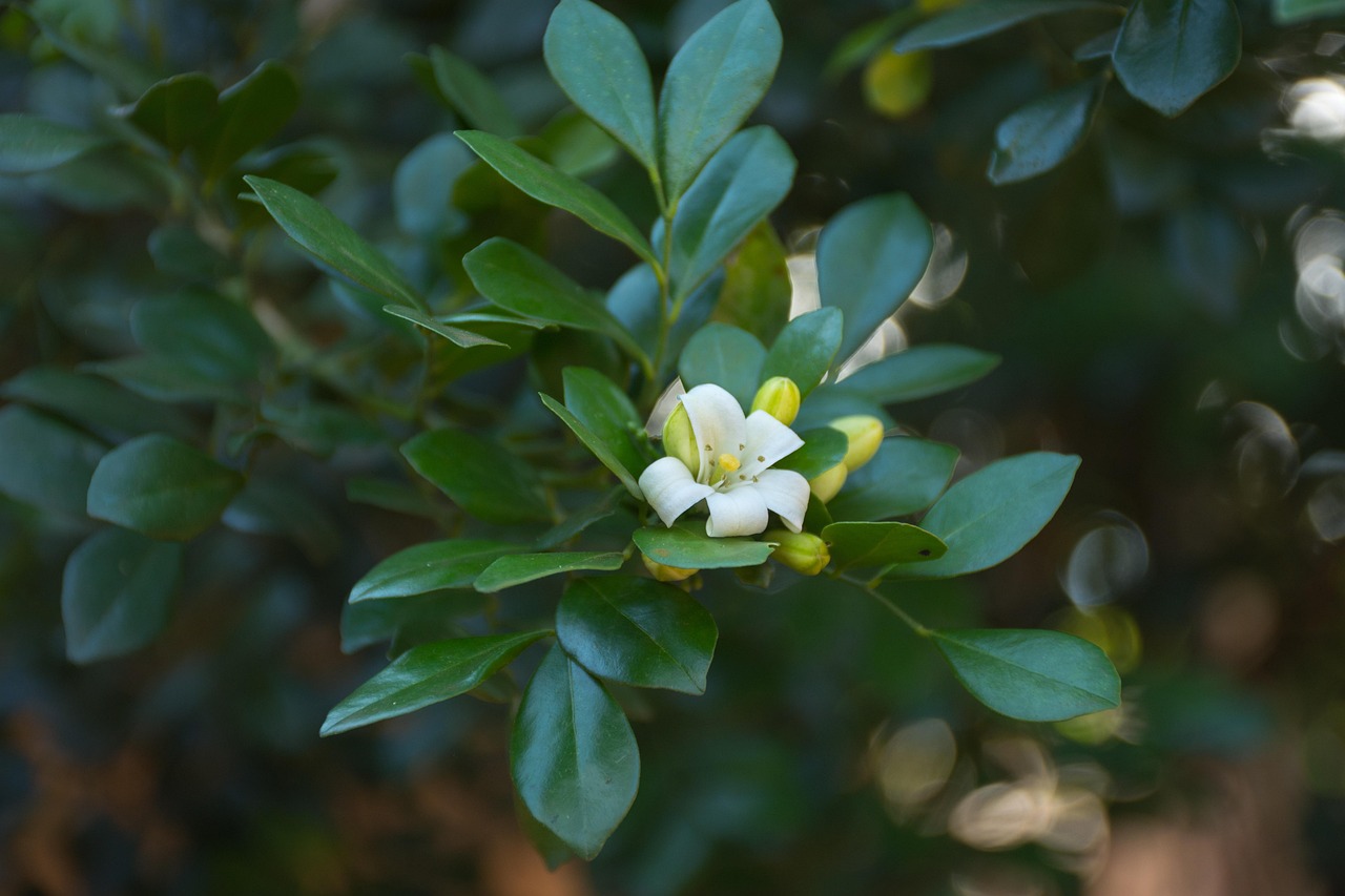 中醫(yī)藥法最新動態(tài)，邁向現(xiàn)代化與規(guī)范化的新征程